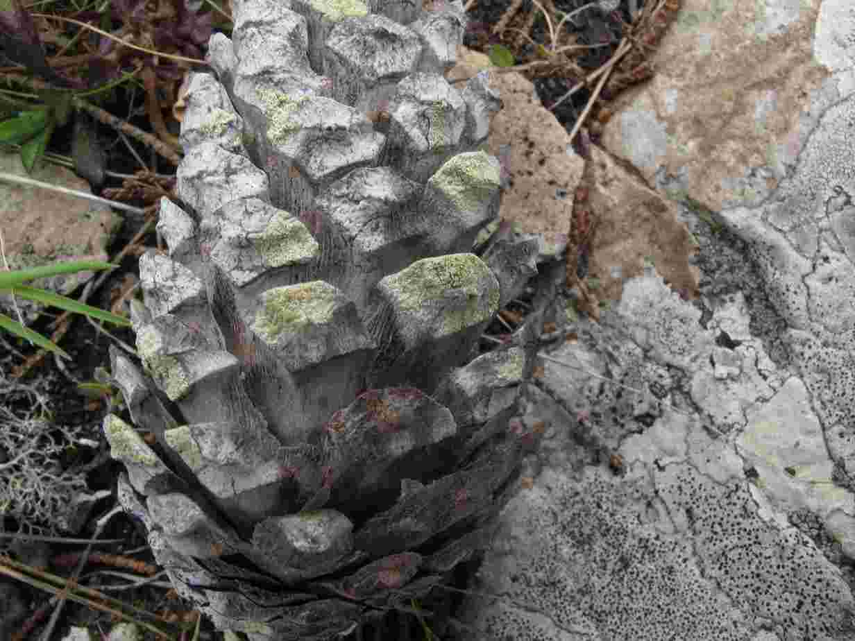 [Lecanora confusa]